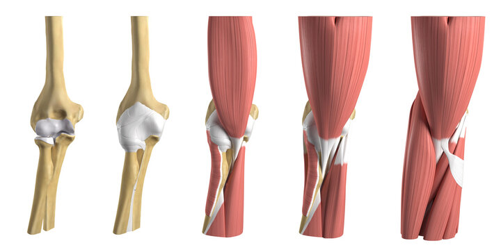 Anatomy of the elbow, illustration