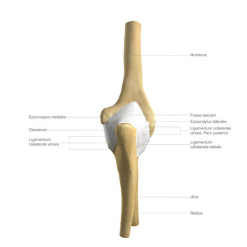 Anatomy of the elbow, labelled illustration