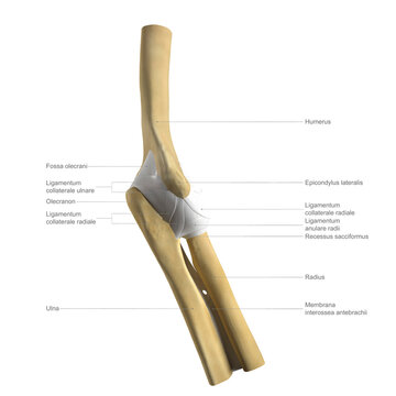 Anatomy of the elbow, labelled illustration