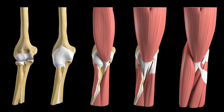 Anatomy of the elbow, illustration