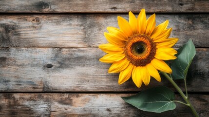 Fototapeta premium Rustic sunflower