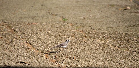 ave alvéola branca - Motacilla alba