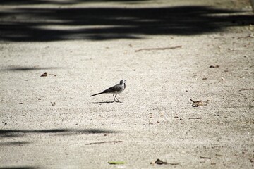 ave alvéola branca - Motacilla alba