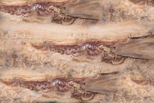 sch&ouml;ne Maserung von glatter Holzfl&auml;che und Hintergrund