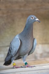 Graue Brieftaube macht Pause - Straßentaube