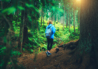 Woman in a blue jacket with backpack is walking on a forest trail at sunset. Trees with lush green...