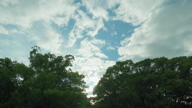 夏の終わりごろ夕方の森林公園の上を流れて行く白い雲 / 24fps
