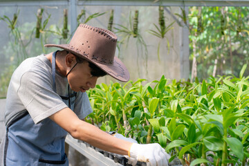 a young male farmer is seen holding, observing and caring for his orchids from one place to another, the concept of modern agriculture and plantations