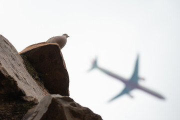 Dove, airplane, and historical Qutub Minar or Qutab Minar, Delhi, India