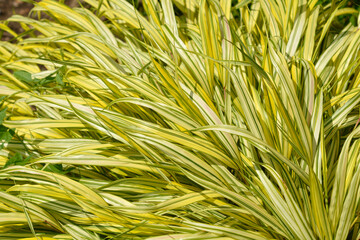 Hakone grass Aureola leaves