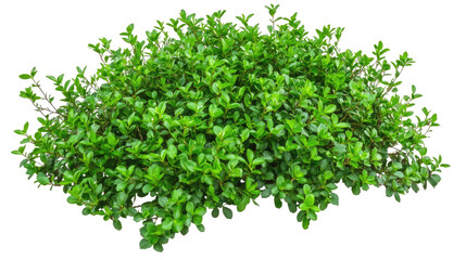 Obraz premium Dense Green Bush Isolated