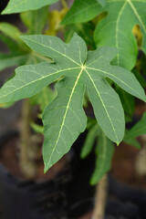 Obraz premium Papaya leaves