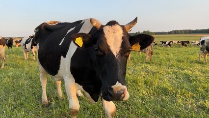 Black and white cows in a field at sunset.