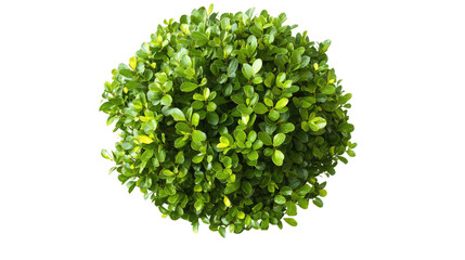 Obraz premium Dense Green Bush Isolated