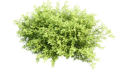 Fototapeta premium Dense Green Bush Isolated