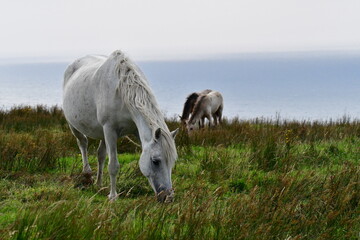 Obraz premium White horse grazing in a meadow. Cliffs of Moher, Liscannor, Co. Clare, Ireland