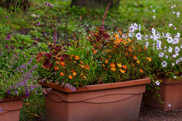 Flower arrangement in a garden container or box with various ornamental plants