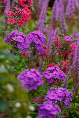  Phlox paniculata blooms in the garden. The bright purple flowers of the paniculate phlox with a purple center in garden