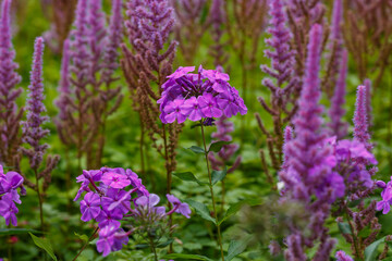  Phlox paniculata blooms in the garden. The bright purple flowers of the paniculate phlox with a purple center in garden
