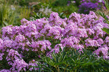 Beautiful phlox paniculata blooms in the garden. The pink flowers of the paniculate phlox with a purple center in garden