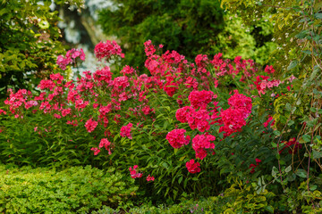 Phlox paniculata blooms in the garden. The bright red flowers of the paniculate phlox with a purple center are close up