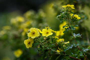 Dasiphora fruticosa, also shrubby dasiphora, shrubby cinquefoil, shrubby cinquefoil, is a spreading or erect, highly branched shrub , a species of the genus Kuril tea ( Dasiphora ) of the Rosaceae fam