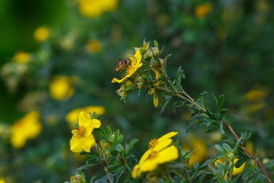 Dasiphora fruticosa, also known as shrubby dasiphora , shrubby cinquefoil , or shrubby cinquefoil , is a prostrate or erect, highly branched shrub , a species of the genus Kuril bush tea 