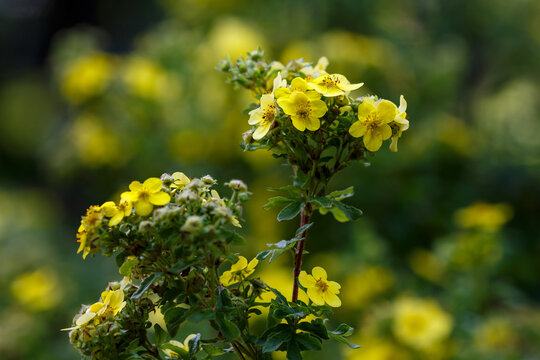 Dasiphora fruticosa, also known as shrubby dasiphora , shrubby cinquefoil , or shrubby cinquefoil , is a prostrate or erect, highly branched shrub , a species of the genus Kuril bush tea 