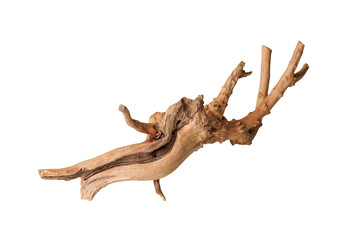 Old dry driftwood tree branch on an isolated white background close-up