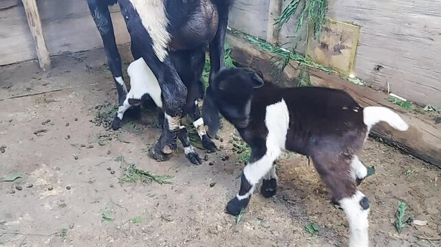 Etawa goat or Javanese goat (Capra aegagrus hircus) is breastfeeding her child.