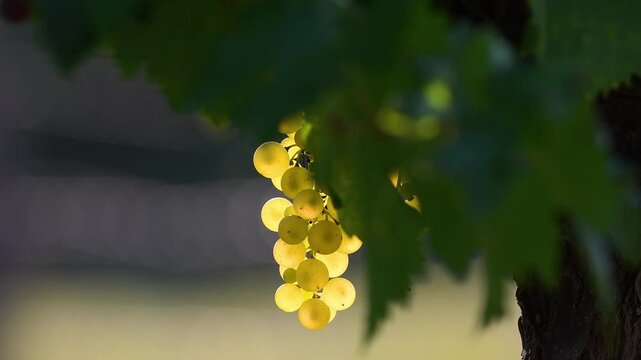 Close-up of bunches of ripe white grapes on the vine for white wine production. Harvest in Italy. Gorgeous vineyards in the Italian countryside. Chianti Area in Tuscany. Selective focusing.