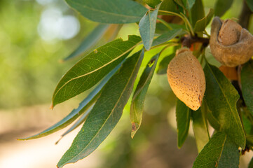 Close-up of an almond among leaves, ready to be harvested, illuminated by the reflection of the warm sunlight.