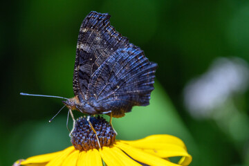 Portrait Schmetterling (Makro)