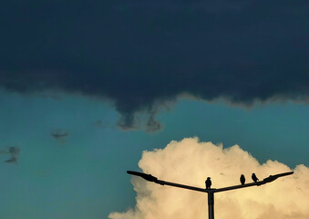 Three Birds on an Electric Post Against a Dark Cloudy Sky: A Symbol of Hope and Reassurance.
