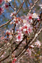 Flor de cerejeira. Sakura