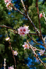 Flor de cerejeira. Sakura
