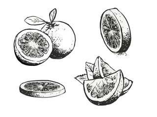 Black and white oranges, a set of cut and whole oranges, fruits for juice. Vector images