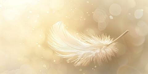 A white feather on a delicate background
