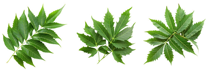 Collection set of Green neem leaves isolated on a transparent background