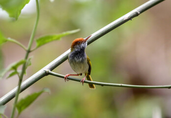 Dark-necked tailorbird on the tree.this photo was taken from Chittagong,Bangladesh.