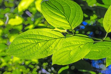 Close-up of a green leaf in direct sunlight