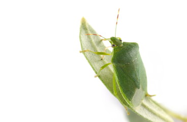 Southern green stink bug on leaf of olive tree, Nezara viridula, isolated on white, side view