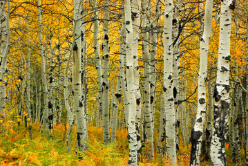 birch forest in autumn