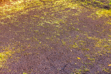 Freshly restored lawn with new soil, seeds, and fertilizer applied over old damaged turf. Sweden.