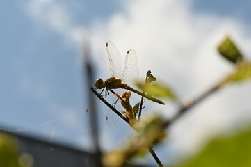 Libelle im Park