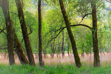 Obraz premium Carlazzo, Italy Vegetation on the shores of Lake Piano. Small nature reserve located in Val Menaggio, near the town&nbsp;of&nbsp;Porlezza