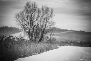 Zimowy krajobraz z samotnym drzewem na tle wzgórz © Krzysztof Rostkowski