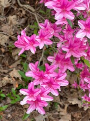 pink flowers