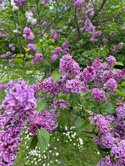 lilac flowers in the garden