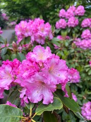 rhododendron in the park